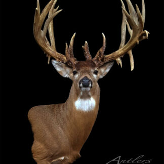 The Dave Kopp Buck features a mounted deer head with large, multi-branched antlers, brown fur, and a white chest patch, displayed against a plain black background.