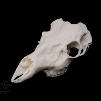 A clean, intact Mule Deer Skull is displayed on a black background, highlighting its prominent eye sockets, nasal cavity, and detailed bone structure.