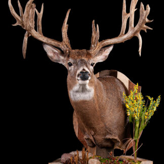 The Kody Neumoyer Buck, a mounted deer head with large antlers on a wooden plaque adorned with artificial grass, rocks, and yellow flowers, is displayed against a black background. An "Antlers" logo appears in the bottom left corner.