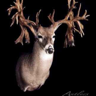 The Jeff Benson Buck mount features unusually large, multi-pointed antlers with thick, prominent tines, displayed against a black background. The Antlers by Klaus logo appears in the lower right corner.