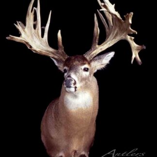 The Hill Gould Buck, a taxidermy mount of a white-tailed deer, features extremely large and uniquely shaped antlers with many points and an impressive spread, displayed against a black background.