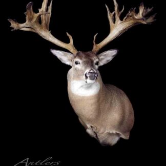 A mounted Ronald Martin Buck with large, wide antlers is displayed against a black background. The head and upper body are shown in a lifelike pose, with “Antlers by Klaus” written in the lower left corner.