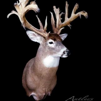 The Alexander McDonald Buck is displayed against a black background, showcasing its uniquely shaped antlers with many points and irregular growth for an impressive, unusual appearance.