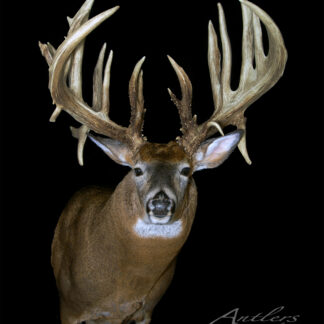 The Ohio Mystery Buck, a mounted whitetail deer with large, symmetrical antlers and expressive eyes, is showcased against a black background, emphasizing its impressive antler structure.