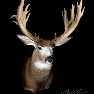 The Forest Buckmaster Mule Deer taxidermy mount features large, wide antlers with multiple points, displayed against a black background and facing slightly left. "Antlers By Klaus" appears in the bottom right corner.