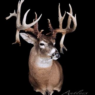 A mounted Douglas Siebert deer head with large, multi-pointed antlers is displayed against a solid black background. A faint "Antlers by Klaus" watermark appears in the bottom right corner of the image.