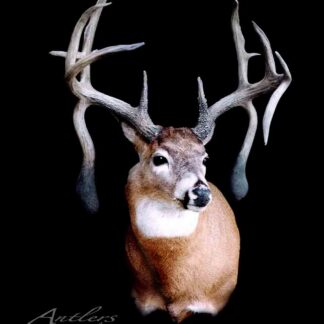 The Kansas Double Drop taxidermy deer mount with large, asymmetrical antlers is shown against a solid black background, featuring the Antlers by Klaus logo in the lower left corner.