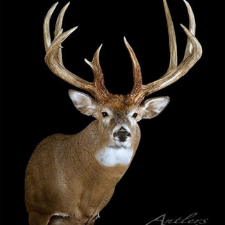The Kirk Klohs Buck taxidermy mount features a large white-tailed deer with symmetrical antlers, displayed on a solid black background with the Antlers by Klaus logo in the corner.