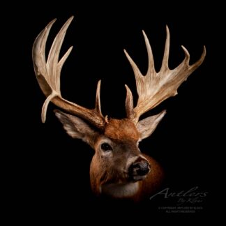 The Lamonte Stark Buck is a mounted deer head with large, wide antlers, featuring light brown fur and white patches on the neck and face, displayed against a solid black background.