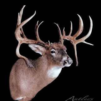 A taxidermy mount of Bowinkle, a white-tailed deer buck with large branching antlers, is displayed against a solid black background, with the Antlers By Klaus logo in the lower right corner.