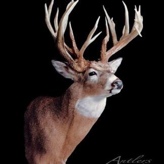 The Gil Boss Buck, a mounted deer head with impressive multi-point antlers, is displayed against a black background. Its brown fur and white neck and chest stand out, with "Gil Boss Buck" labeled in the bottom right corner.