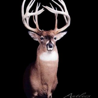 The Skyscraper, a mounted deer head with large, intricate antlers, is displayed against a solid black background, facing forward to prominently show its chest and impressive antlers.