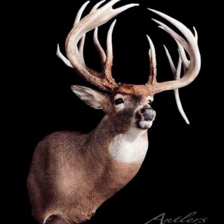 A taxidermy mount of the Jim Saurdiff (30 gallon buck), showcasing large branching antlers, is displayed against a solid black background. The text "Antlers by Klaus" appears in the lower right corner.