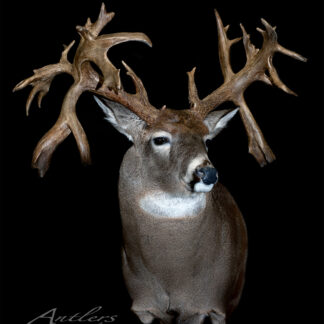 The Ronald Osborne Buck, a taxidermy white-tailed deer with massive, asymmetrical antlers featuring thick, gnarled points, is displayed against a black background.