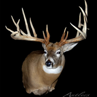 The Robert Harding Buck taxidermy mount features large, wide multi-pointed antlers and faces forward against a solid black background. The image has an "Antlers by Klaus" watermark.