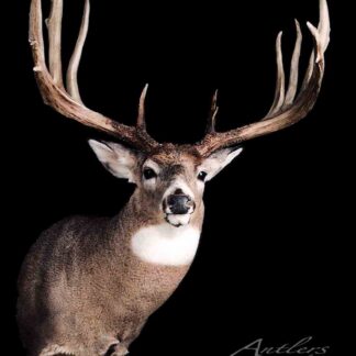 The Kevin Boyles Buck, a mounted whitetail deer head with large, wide antlers, white throat patch, and alert expression, is displayed against a solid black background.