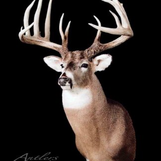 The Kevin Naugle Buck is a taxidermy mount of a large white-tailed deer with impressive antlers, showcased against a solid black background.