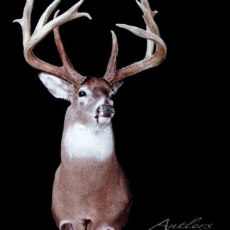 A mounted white-tailed deer called "Robert Haney" with large, branching antlers is displayed against a black background, shown from the chest up and facing slightly to the left.