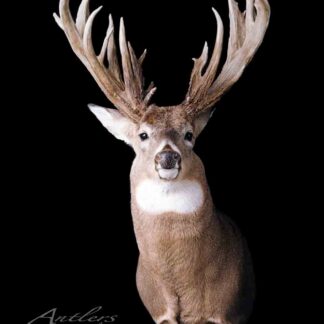 The Bruce Jameson Buck is a mounted deer trophy featuring large, intricate, and heavily branched antlers, displayed from the chest up against a solid black background.
