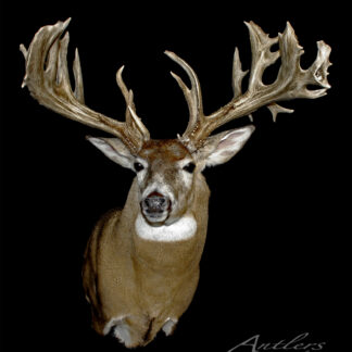 The Hochstetler Buck is displayed against a solid black background, showcasing its unusually large and complex antlers that are wide, thick, and feature multiple points.