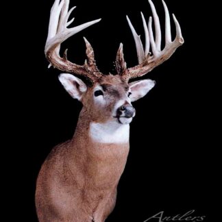 The Tim Goode Buck features a mounted deer head with large, intricate antlers against a black background. The deer displays a light brown body, white chest, and dark eyes, with copyright text at the bottom right.
