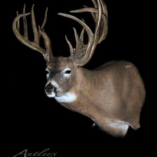 The Clifford Pickell Buck, a taxidermy mount of a large white-tailed deer with wide antlers, is shown against a solid black background. The image is signed "Antlers by Klaus" in the bottom left corner.