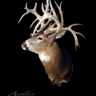 A taxidermy mount of the Mike Okray Buck, a white-tailed deer with large, multi-point antlers, is displayed against a black background. The words "Antlers by Klaus" appear in the bottom left corner.