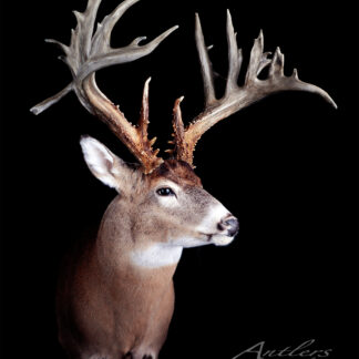 The DeLorande Buck features a mounted deer head with wide, uniquely shaped antlers against a black background. The deer faces slightly right, and “Antlers By Klaus” is displayed in the bottom right corner.