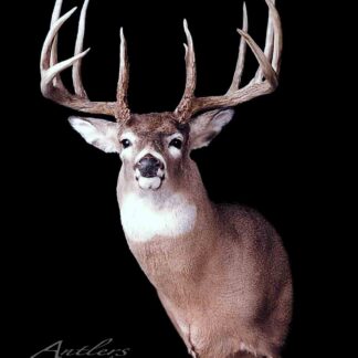 The Dodd Porter Buck is a taxidermy mount of a whitetail deer with large, multi-point antlers against a black background, facing forward to highlight its impressive antlers and chest.