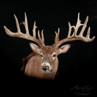 The Derek Paul Buck features a mounted deer head with large, symmetrical antlers against a black background. The antlers have several prominent points, and the deer's gaze faces forward.