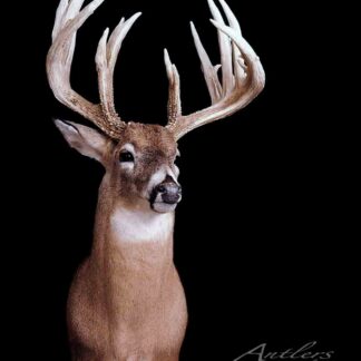Scott Newell, a white-tailed deer taxidermy mount with large, intricate antlers featuring multiple tines, is displayed against a solid black background.