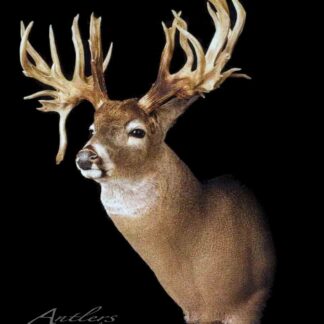 The "Louisiana Freak" is a mounted whitetail deer head with large, multi-pointed antlers displayed against a black background, shown in a three-quarter view to highlight its detailed fur and impressive antler spread.