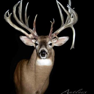 Sorry Buck is a taxidermy mount of a whitetail deer with unusually wide, heavily branched antlers featuring many prominent tines, showcased against a striking black background.