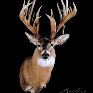 The Kenneth Fowler Buck is a mounted white-tailed deer with large, symmetrical antlers. Displayed against a black background, the deer faces forward to showcase its impressive antlers and alert expression.