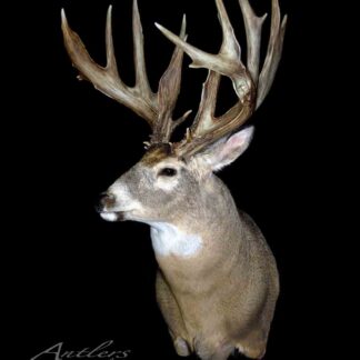 The Roney Buck features a mounted deer head with wide, multi-pointed antlers displayed against a black background, highlighting its impressive and majestic appearance.