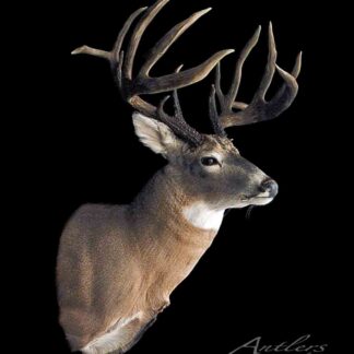 A mounted deer head with impressive multi-pointed antlers is displayed against a black background, facing right to show detailed fur and prominent antlers. "West Virginia Sheds" appears in the lower right corner.
