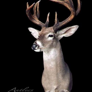 Ed Stockwell Coues Buck taxidermy mount features a white-tailed deer with large, symmetrical antlers, facing slightly left against a solid black background.