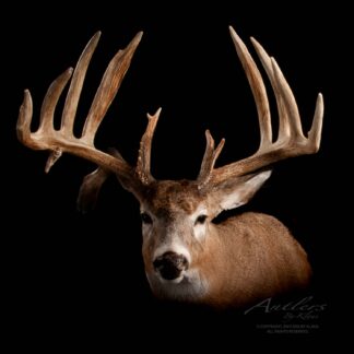 The Joseph Volitis Buck, a mounted deer head with impressive, branched antlers, is showcased against a solid black background. Lighting highlights the detailed fur and emphasizes the texture and size of its antlers.