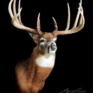The David Klatt Buck, a mounted deer head with large, symmetrical antlers and white markings on its neck and chin, is displayed against a black background. "Antlers By Klaus" appears in the bottom right corner.