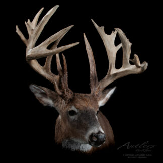 A close-up of the Loren Tarrant Buck mounted deer head shows large, complex antlers with multiple rugged points against a black background. The brown fur features white accents around the nose and eyes.