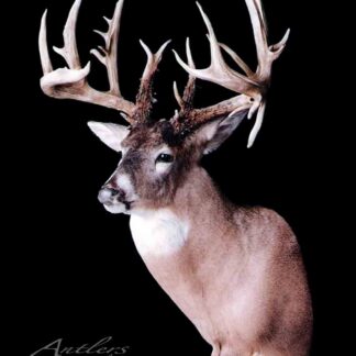 A mounted deer head with large, asymmetrical antlers and several tines is displayed against a black background. The image features the "Robert Snyder Buck" label in the bottom left corner.