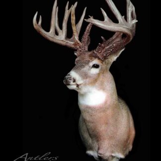 A taxidermy mount of the Sam Townsend Buck, a white-tailed deer with large, branching antlers, is displayed against a solid black background. The words Antlers By Klaus appear in the lower left corner.