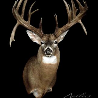 The Tim Stout Buck is a taxidermy mount of a white-tailed deer with large, symmetrical antlers, displayed against a solid black background. The forward-facing buck highlights its impressive antlers and alert expression.