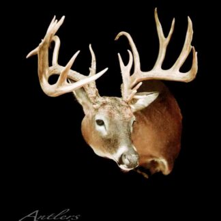 The Kansas City Flyer, a mounted deer head with large branched antlers, is displayed against a solid black background and faces slightly right, showcasing its impressive antlers and detailed fur.