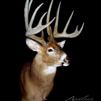 Taxidermy mount of a white-tailed deer titled "Kansas Prince" with large, multi-pointed antlers displayed against a solid black background. The text Antlers by Klaus appears in the lower right corner.