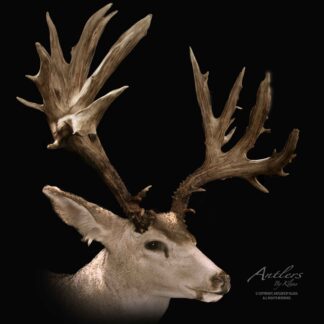 The Bev Clark Mule Deer, featuring large, asymmetrical, intricately branched antlers, is displayed against a black background with “Antlers By Klaus” in the lower right corner.