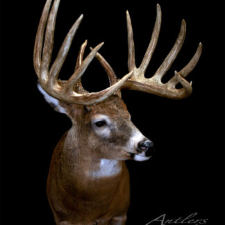 The Mark Hordeski Buck, a taxidermy mount of a white-tailed deer with large symmetrical antlers, is shown against a solid black background and positioned facing slightly to the left.