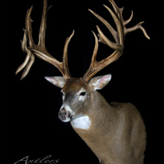 A mounted deer head with large, branching antlers is displayed against a black background. The antlers have multiple points and an impressive shape. The text Earl Greene appears in the lower left corner.