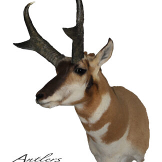 Antelope 83 is a taxidermy pronghorn antelope mount featuring dark, curved horns and tan and white fur, shown on a white background. The Antlers By Klaus logo and copyright text are in the lower left corner.