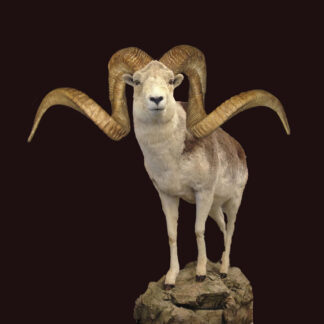An Argali taxidermy mount with large, curved horns stands on a rocky base against a black background. The “Antlers by Klaus” logo appears at the bottom left.